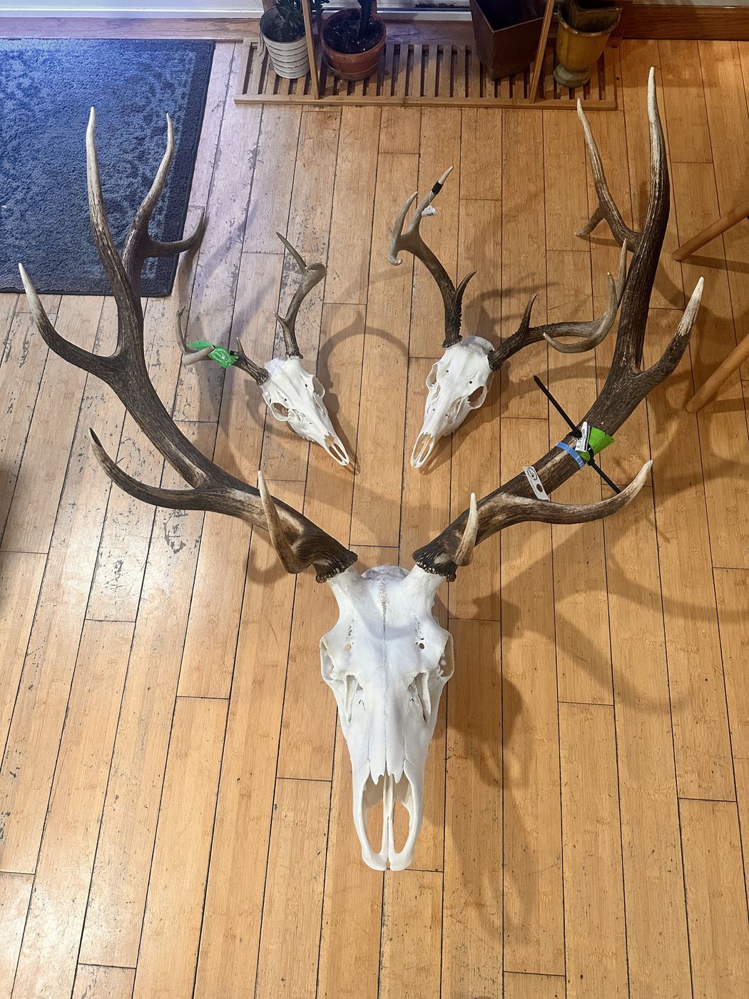 Three whitetail deer European mounts