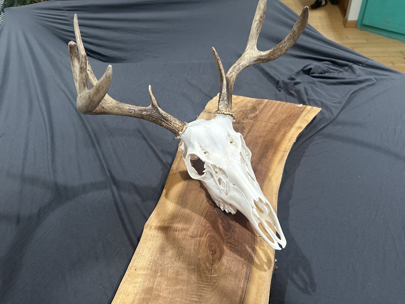 Whitetail deer European mount on live-edge walnut