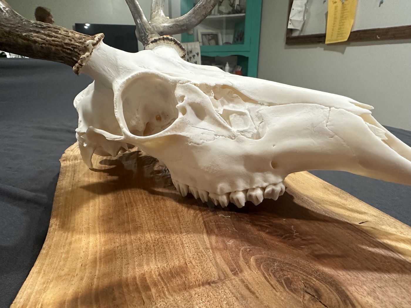 Whitetail deer European mount, detail view