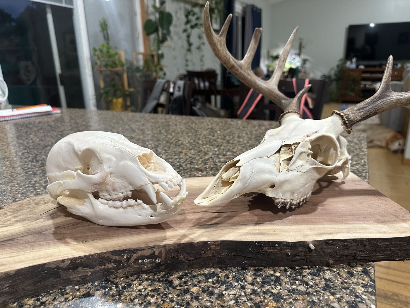 Paired black bear and whitetail deer skulls