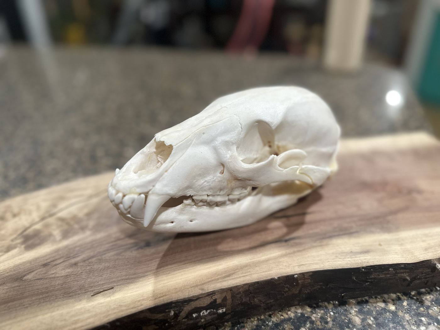 Black bear skull, detail