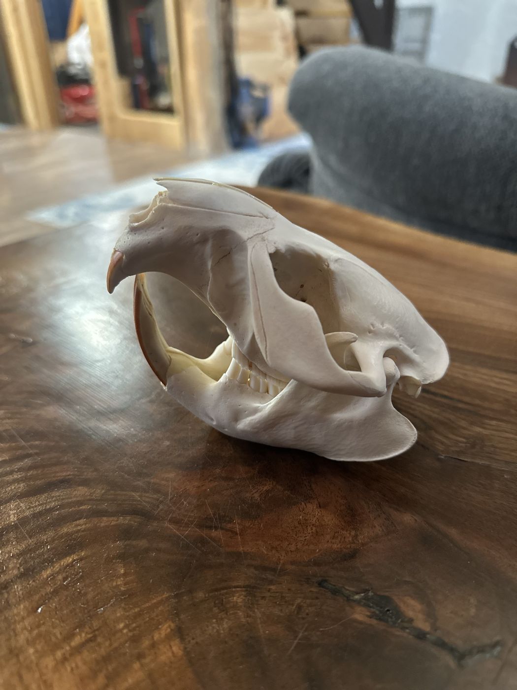 Beaver skull detail